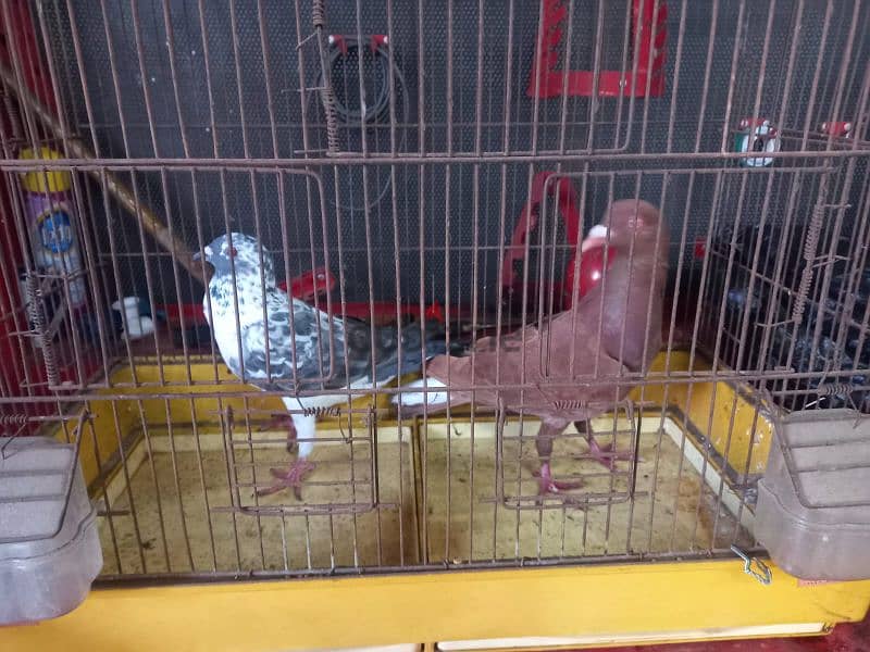 pigeons for sale call  81 44 63 53 1