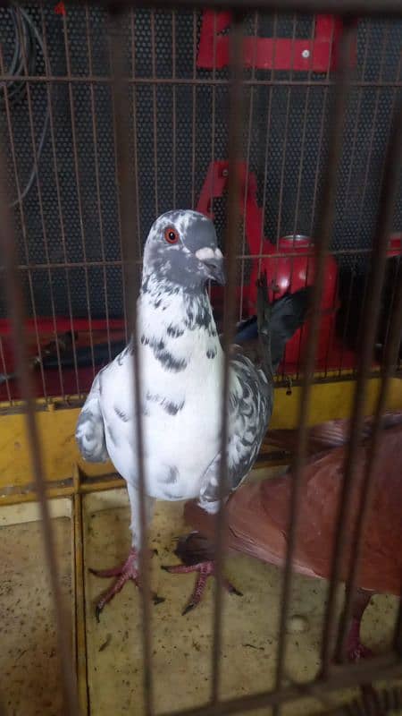 pigeons for sale call  81 44 63 53 2