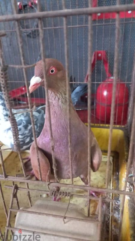 pigeons for sale call  81 44 63 53 3