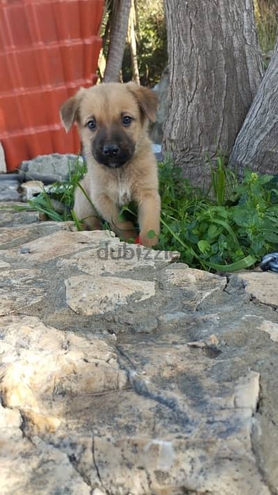 German shepherd