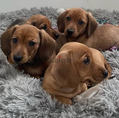 Adorable Brown Dachshund Puppy/Ready for a Forever Home! dog كلاب