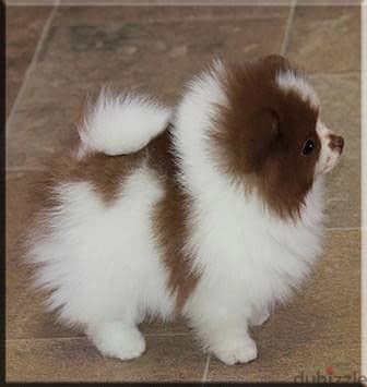 Unique Chocolate White Pomeranian Puppy/Available in store/ dog كلاب