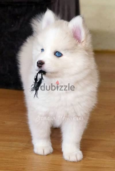 Rare White Husky Puppy with Stunning Blue Eyes/ dog كلاب