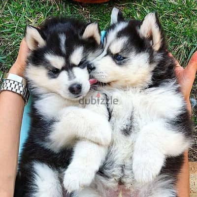 Adorable Husky Puppy with Unique Black & White Coat/Available dog كلاب