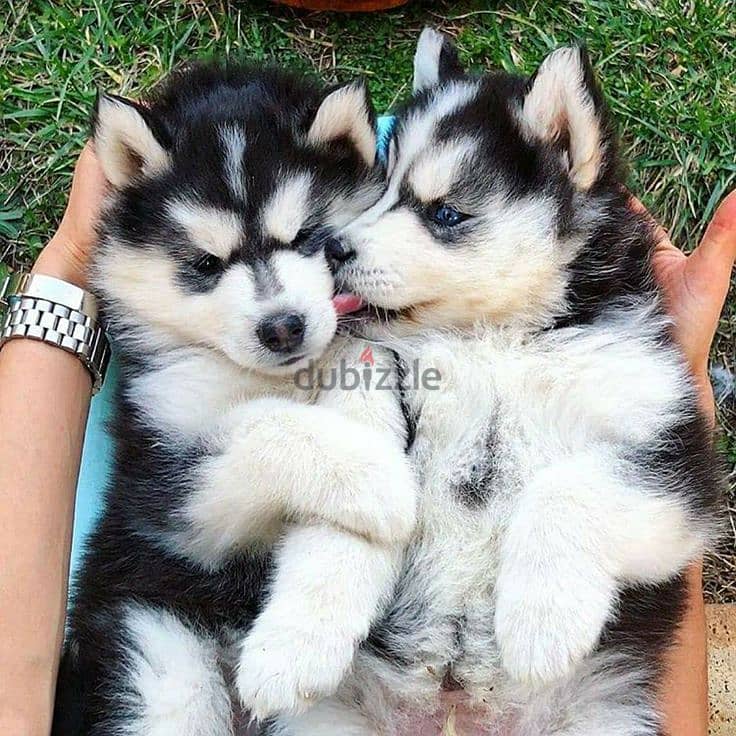 Adorable Husky Puppy with Unique Black & White Coat/Available dog كلاب 0