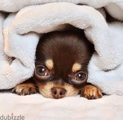 Tiny Chihuahua Puppy Chocolate & Tan Available Dog كلاب