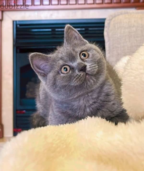 british blue shorthair Grey Female kitten 0