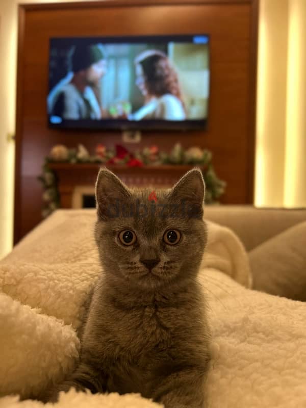 british blue shorthair Grey Female kitten 1