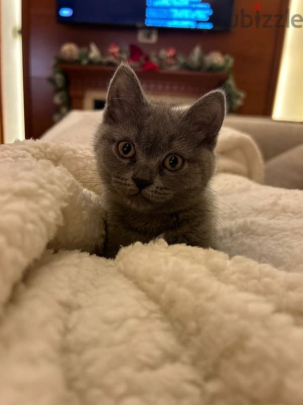 british blue shorthair Grey Female kitten 2