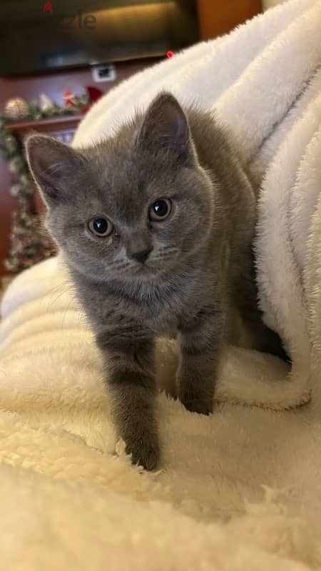 british blue shorthair Grey Female kitten 3