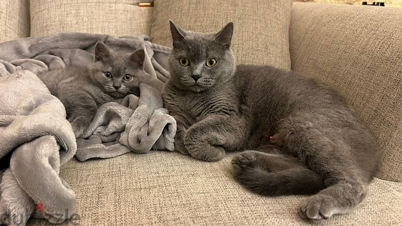 british blue shorthair Grey Female kitten 4