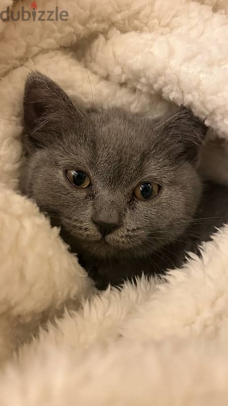 british blue shorthair Grey Female kitten 5