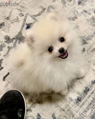 Adorable Small-Sized Pomeranian Puppy Available/ dog كلاب