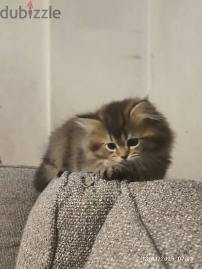 Chinchila kitten Flufy Long Hair