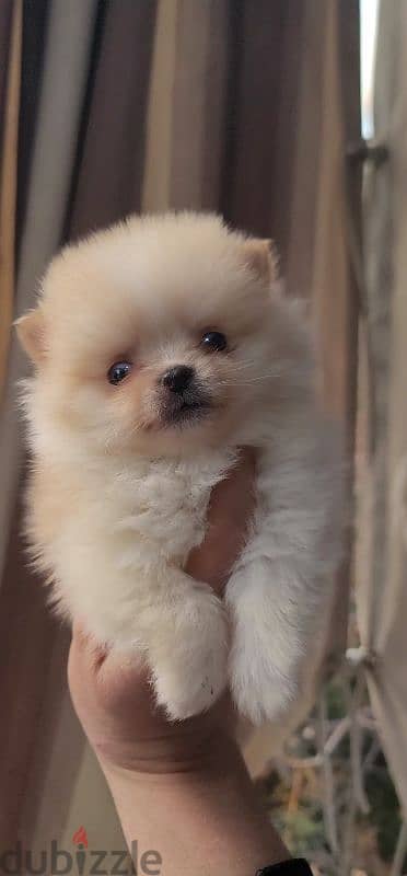 pomeranian teacup toy