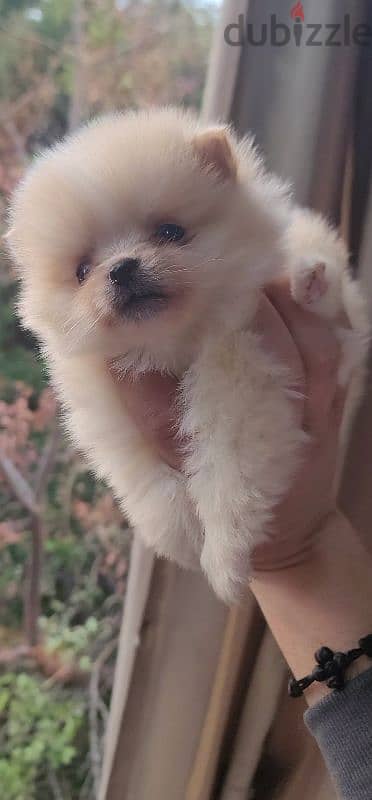 pomeranian teacup toy