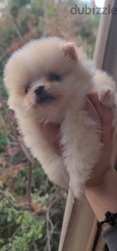 pomeranian teacup toy 2