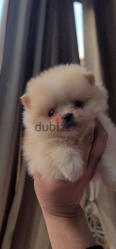 pomeranian teacup toy 3