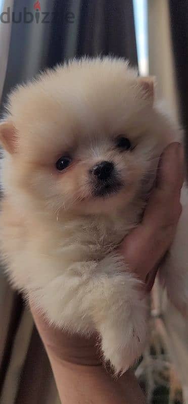 pomeranian teacup toy 4