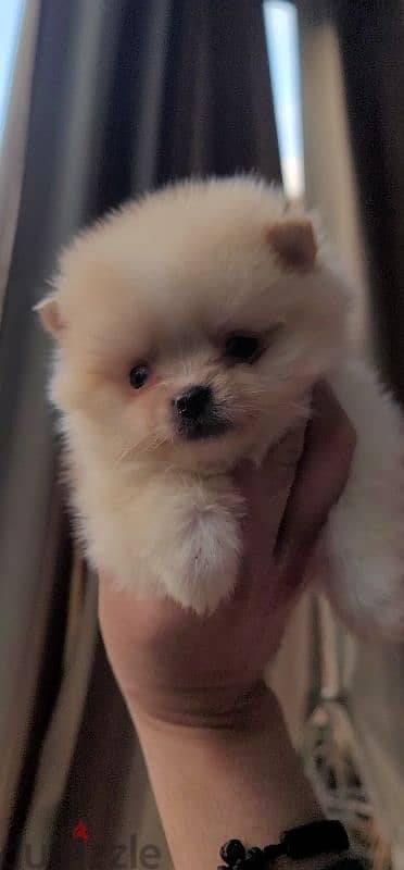 pomeranian teacup toy 5