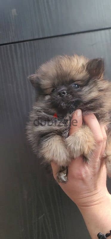 pomeranian teacup toy 6