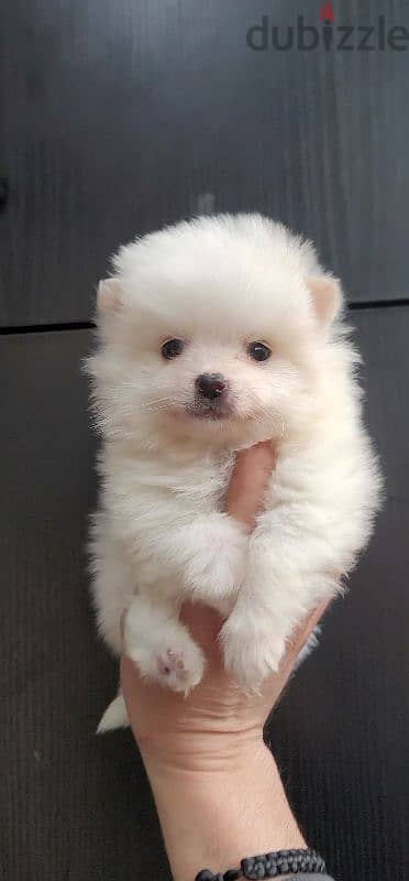 pomeranian teacup toy