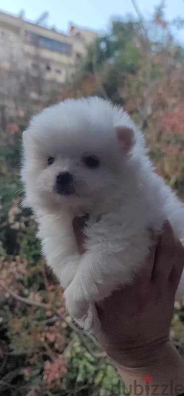 pomeranian teacup toy 9