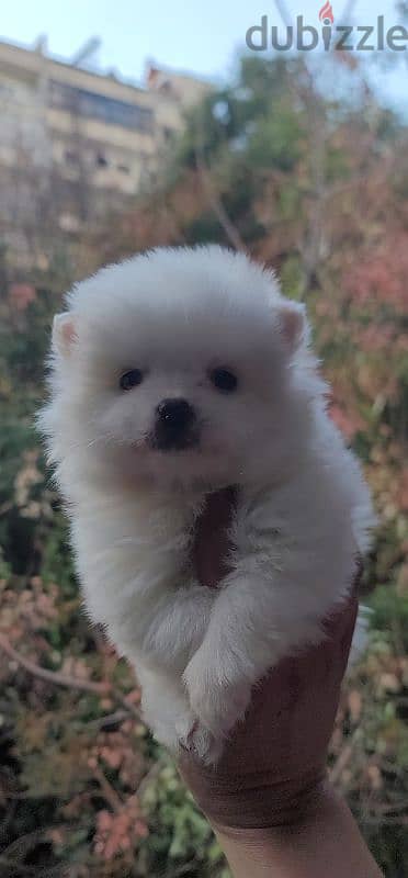 pomeranian teacup toy 10