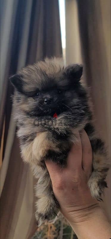 pomeranian teacup toy 11