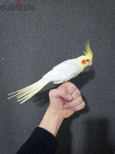 cockatiel male كروان ذكر