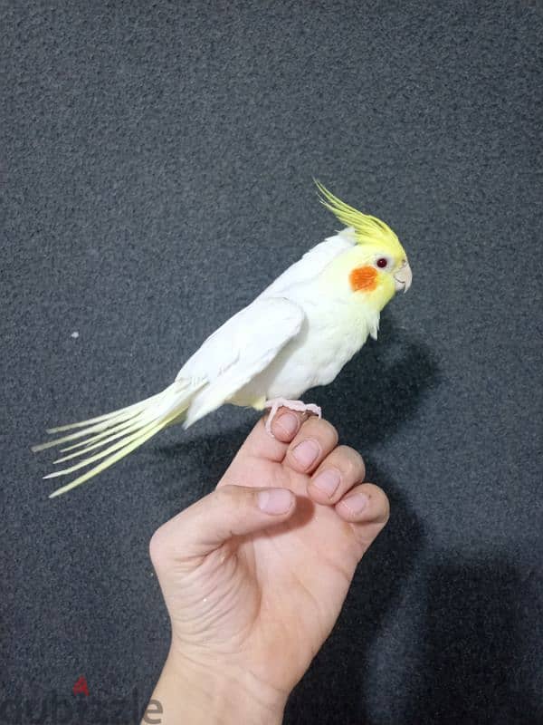 cockatiel male كروان ذكر 1