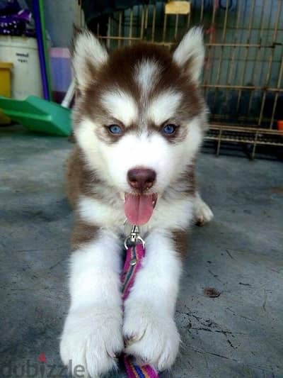 Husky Brown Blue Eyes