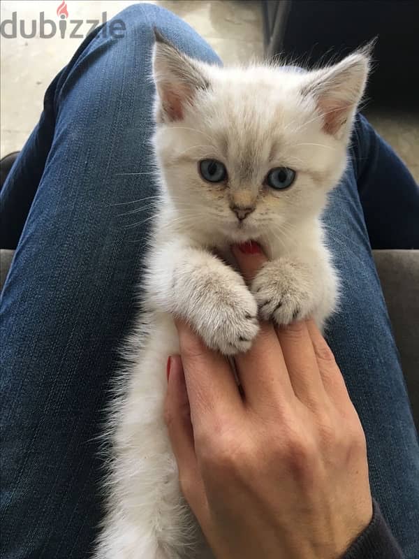 British Blue Point Kitten 0