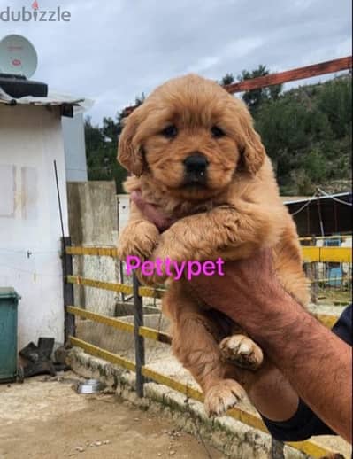 giant golden retriever girl