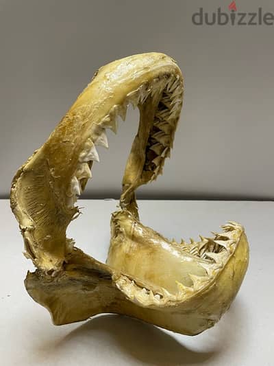 Tiger Shark Jaws