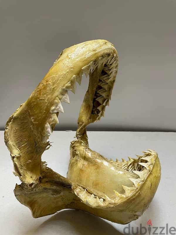 Tiger Shark Jaws 1