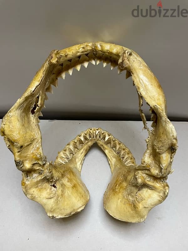 Tiger Shark Jaws 2