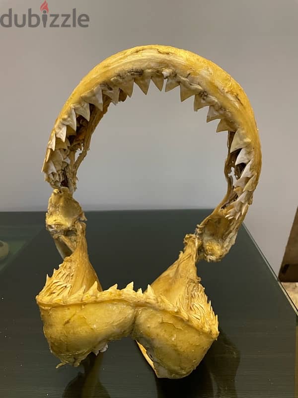 Tiger Shark Jaws 3