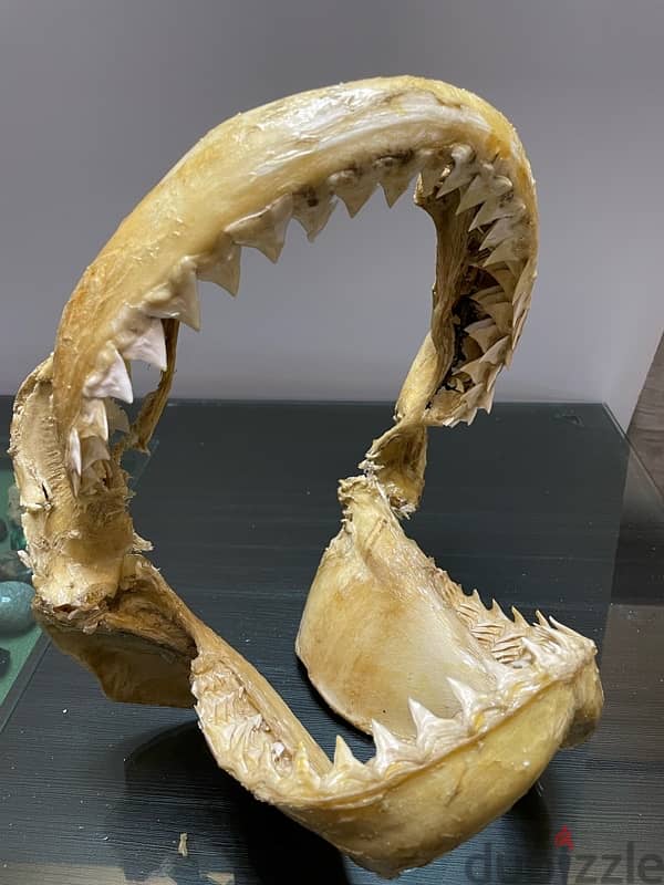 Tiger Shark Jaws 4