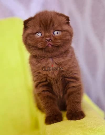 scottish fold chocolate