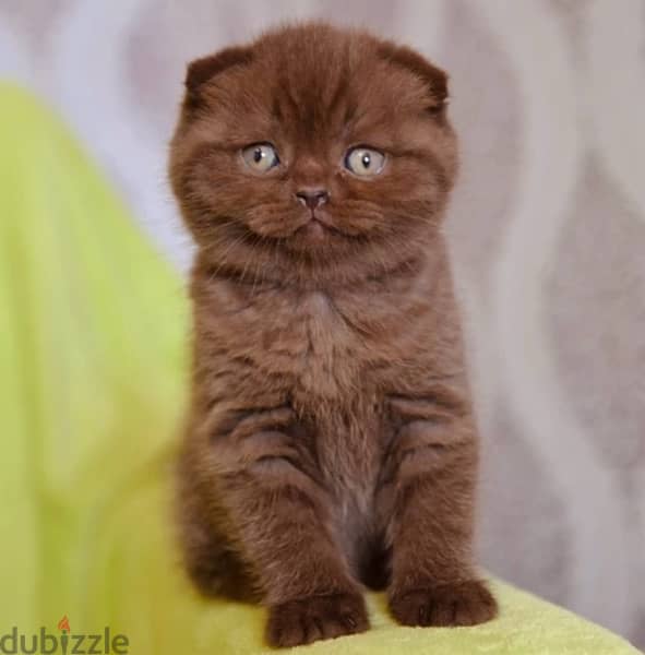 scottish fold chocolate 2