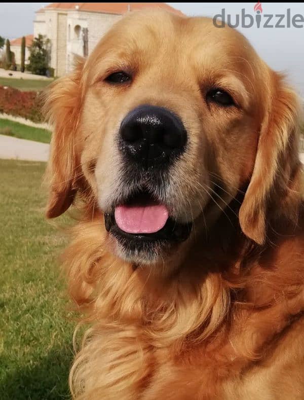 golden retriever 1