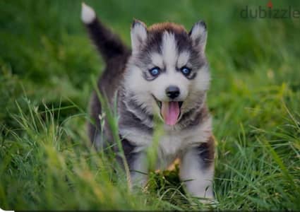 husky