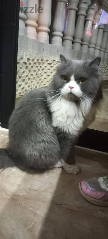 Male cat for adoption