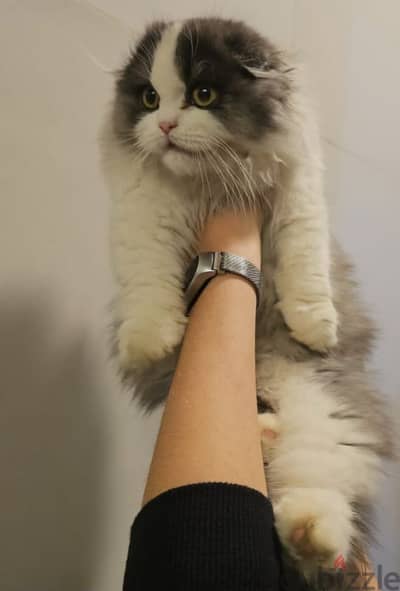 Fluffy Scottish Fold Longhair - Needs a Loving Home