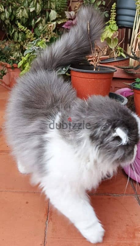 Fluffy Scottish Fold Longhair - Needs a Loving Home 1