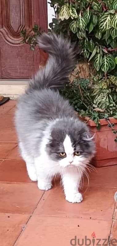 Fluffy Scottish Fold Longhair - Needs a Loving Home 2