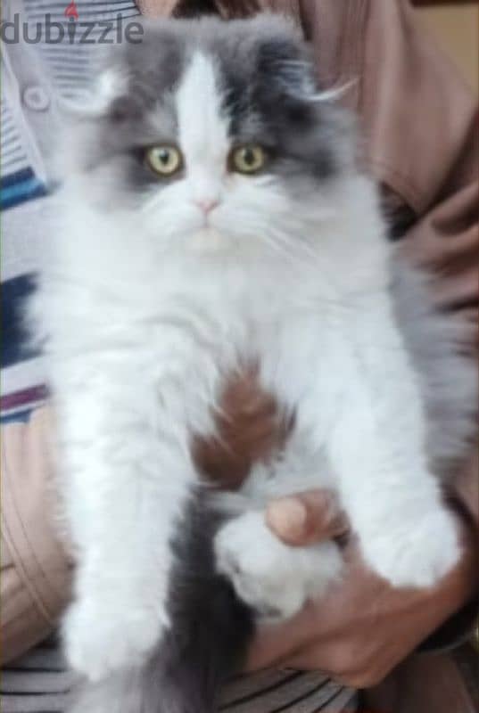 Fluffy Scottish Fold Longhair - Needs a Loving Home 3