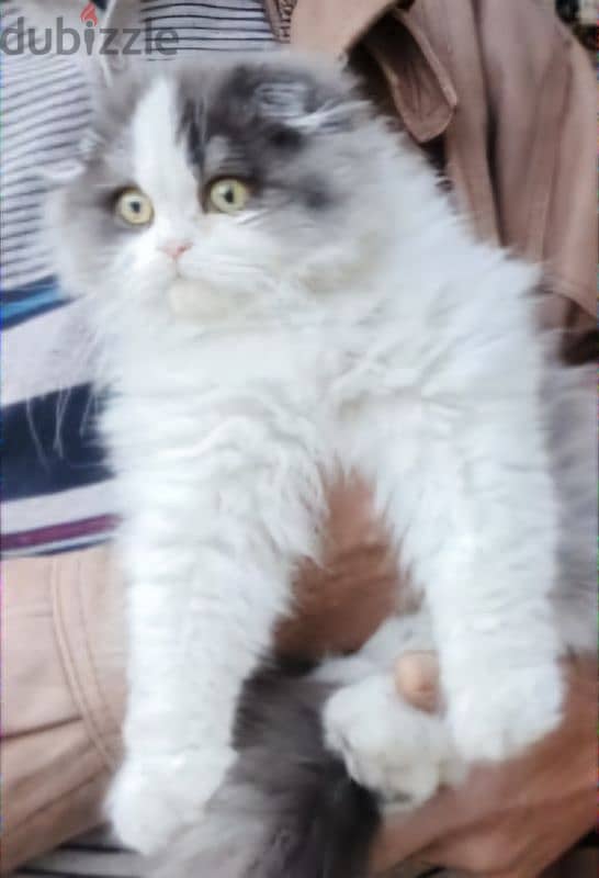 Fluffy Scottish Fold Longhair - Needs a Loving Home 4