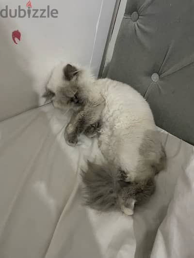 HIMALAYAN PURE CAT